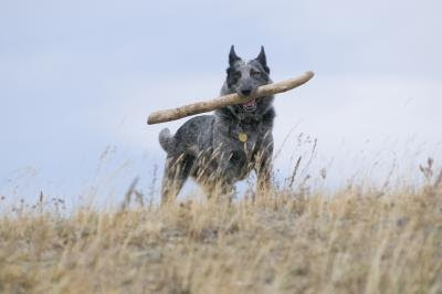 Dogs eating pine bark mulch