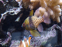 Aquarium Fish