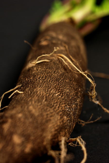 Spanish Black Radish© by Haalo