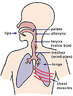 A Little About Lisps: Lisps