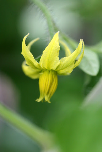 tomato flower