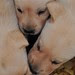 Pup Pictures