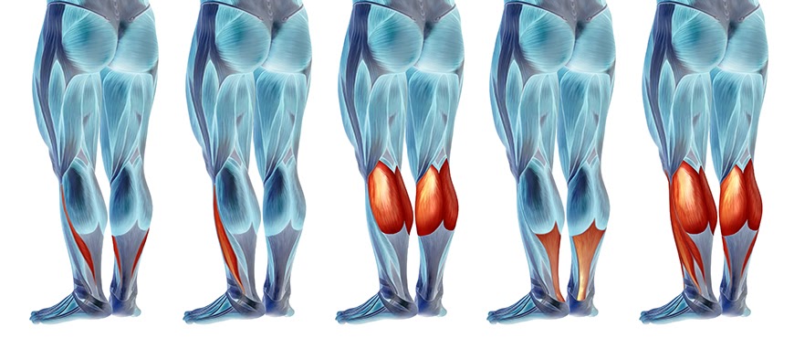 Upper Leg Tendon Anatomy / Muscles And Tendons Of The Leg - Human