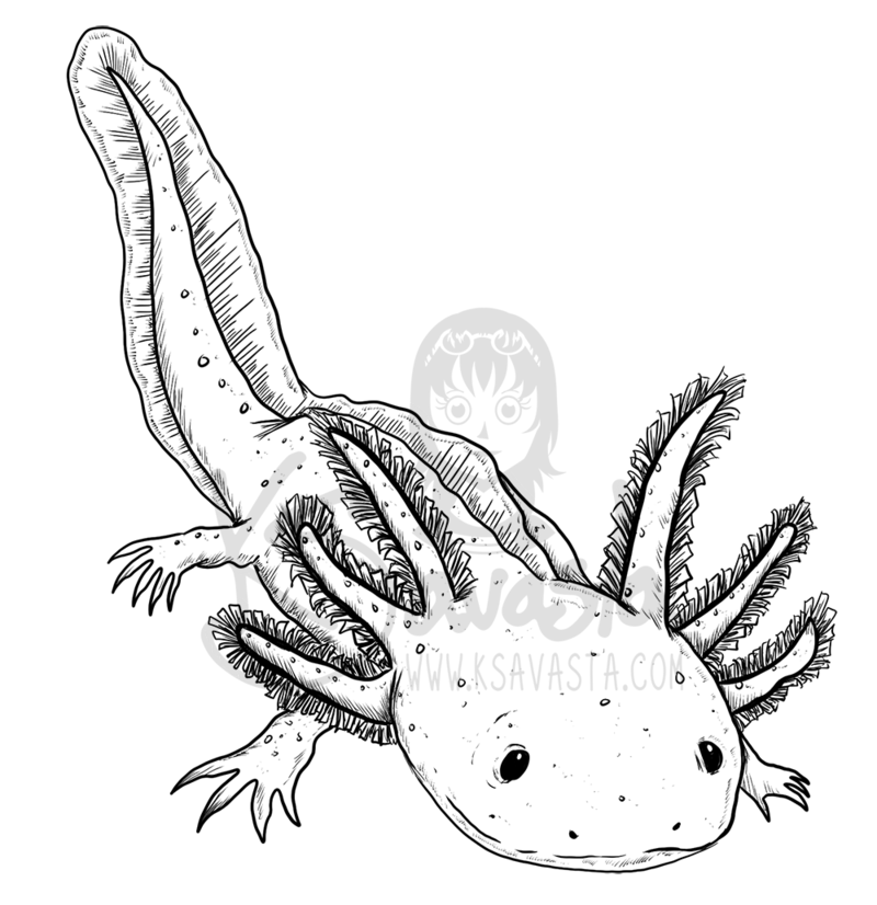 printable-axolotl-coloring-pages