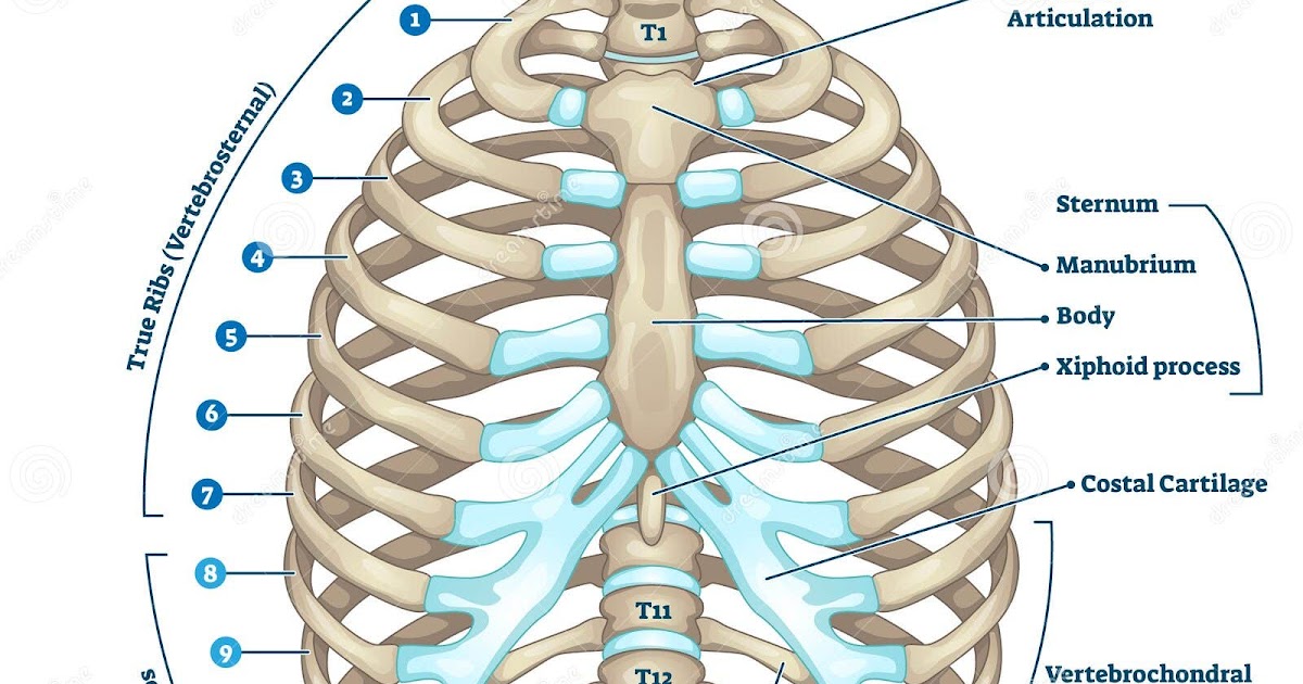 Rib Cage / How Many Ribs do Humans Have? Bodytomy 9 possible causes