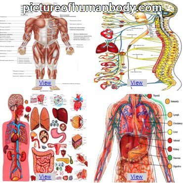 Human Organs In The Bpody From A Back View / Anatomy Of The Body Organs