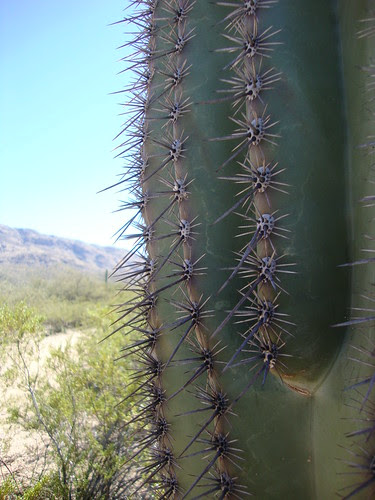 detail of cactus spines, Saguaro National Park East, Loma Verde Loop