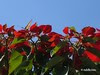WeihnachtssternMariposa 02