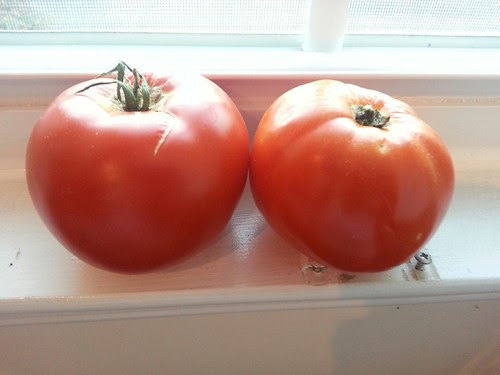 first 2013 tomatoes