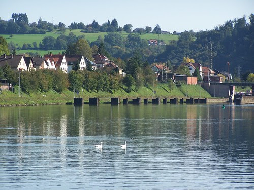 swans on the Neckar