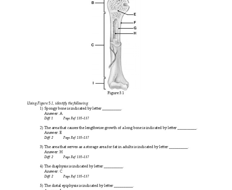 35 Chapter 7 Skeletal System Worksheet Answers - Notutahituq Worksheet