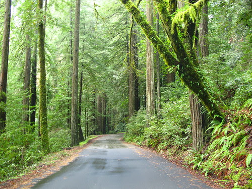 Bull Creek Flats Road