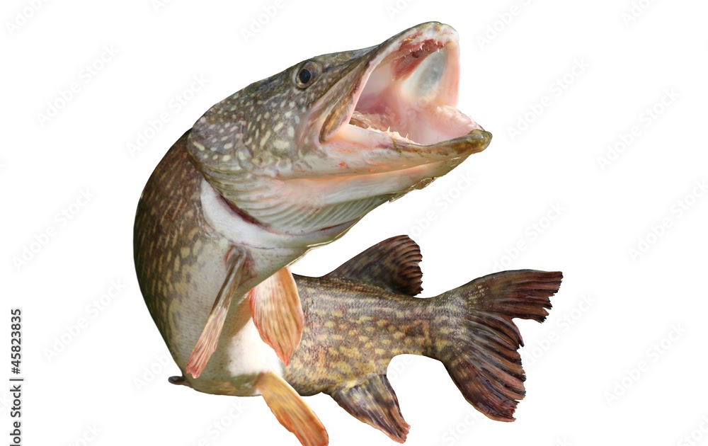 Ausmalbilder Fische Hecht