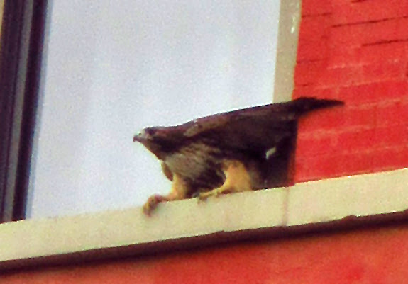 Tompkins Square hawk