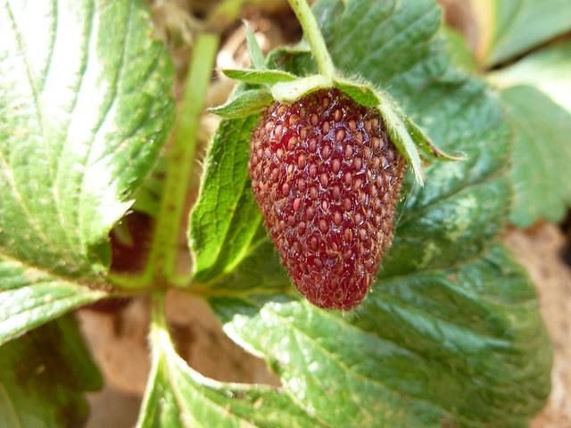 maduixa