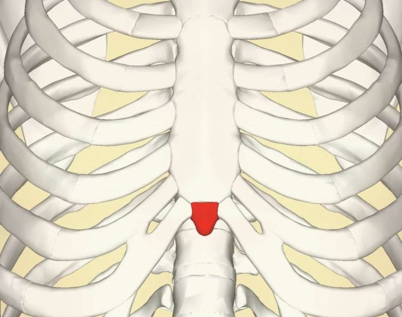 What Organ Is Located Is Middle Of Chest Under End Of Rib Cage The