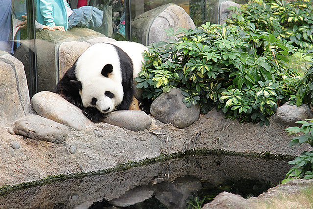 Panda at Ocean Park in Hong Kong