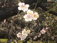 梅の花（大阪城梅林）