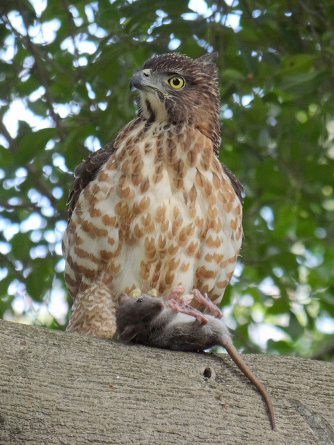 鳳頭蒼鷹/無限台南