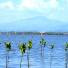 connect4climate: plant mangrove