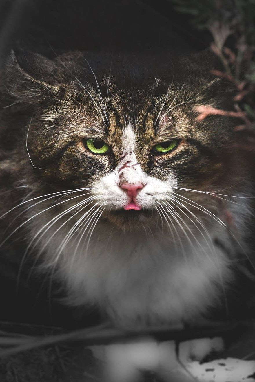 A beleza dos gatos de rua espalhados pelo mundo. A beleza dos gatos de rua espalhados pelo mundo.