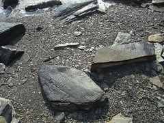 Carboniferous tree