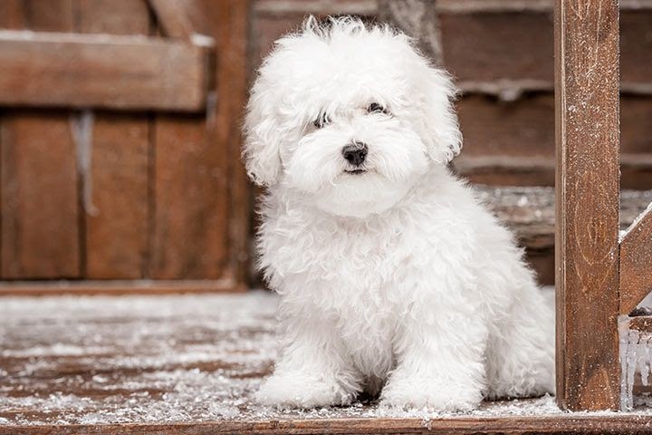Malteser Hund Braun Weiß
