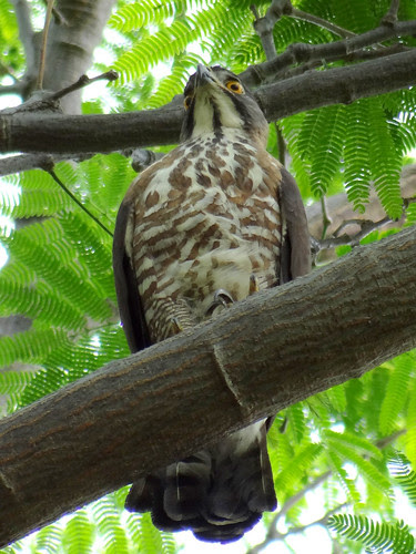 鳳頭蒼鷹/無限台南