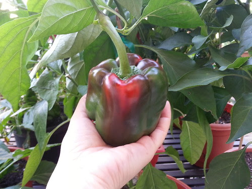 big red bell pepper 10-6-13