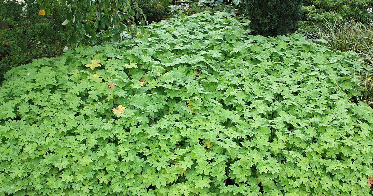 garten salbei winterhart