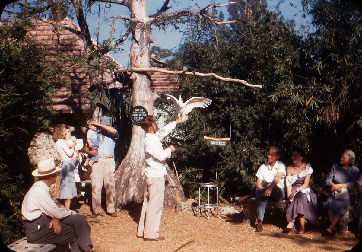 GORILLAS DON'T BLOG: Parrot Jungle, 1950's