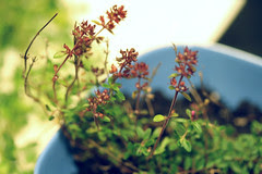 thyme 129