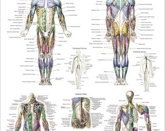 Printable Muscle Anatomy Chart / Human Muscular System Diagram Print