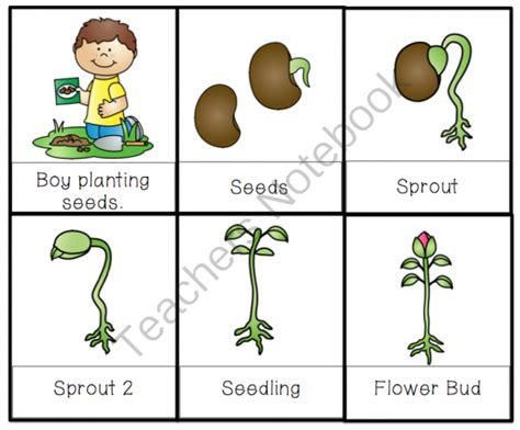 How Seeds Grow Preschool | Eddie Paluso