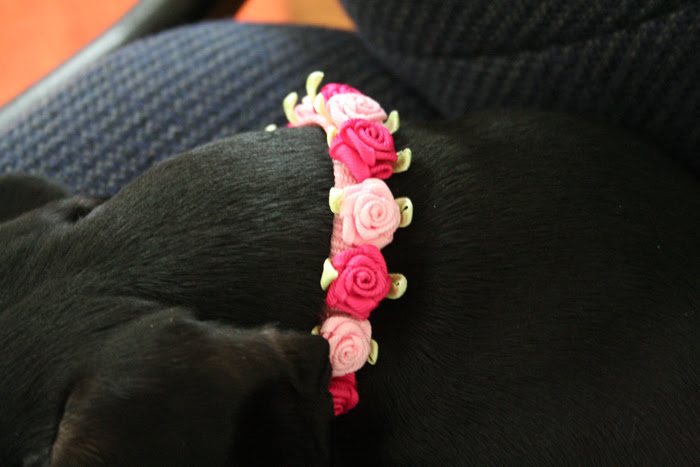 Collar up close