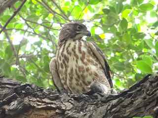 鳳頭蒼鷹/無限台南