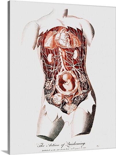 Anatomy Of Internal Organs Female - Lea Michele LeaMichele Twitter