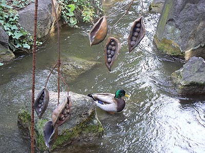 canard colvert.jpg