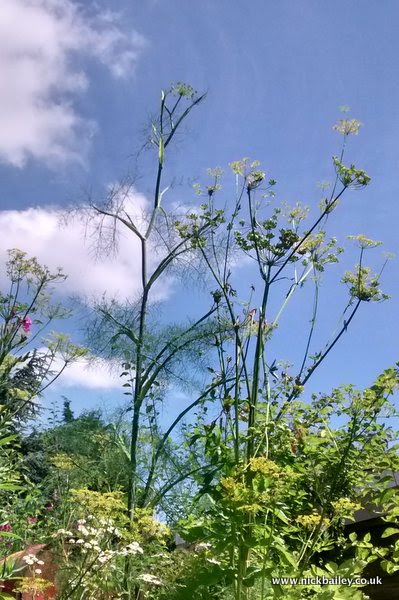 fennel. © Nick Bailey
