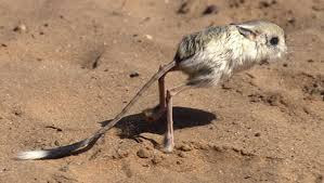 hewan jerboa gambar binatang, jenis burung, foto hewan gurun, tanah tandus, keajaibah Alam, hewan yang kuat luar biasa menakjubkan