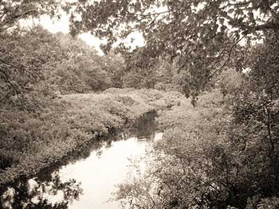 swamp1 swamp1