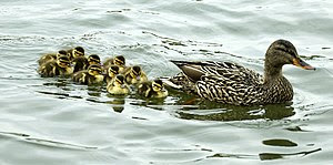 Cruising the pond... 10 ducklings w/Mom Duck