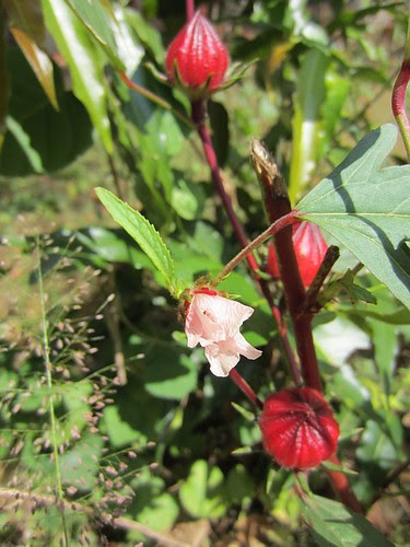 Roselle flowers and fruits