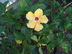 Hibiscus in bloom, May 20, 2009