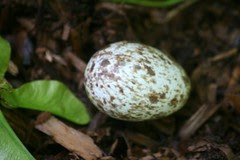 cardinal egg 008