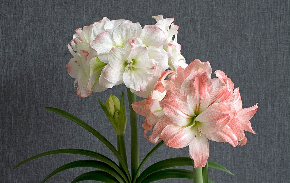 How To Plant Amaryllis Bulb Kit GARWDEN