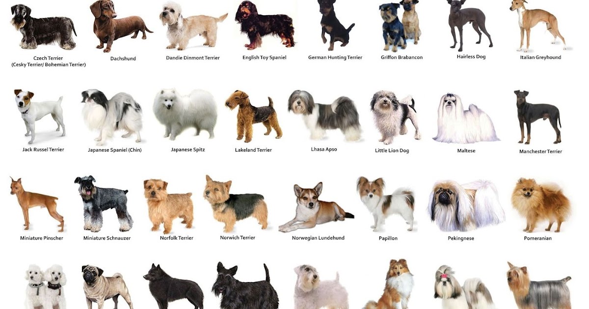 DOG BREEDS ~ imgok