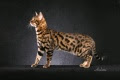 Bengal cat Thriller