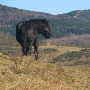 CAVALL PIRINENC 2