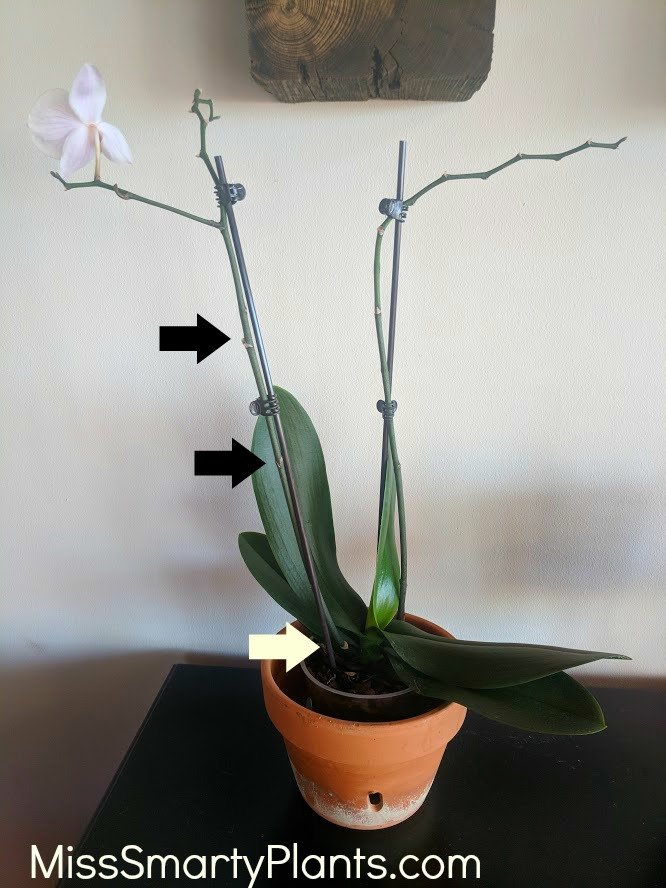 Landscape and Lawn Care Advice Will my orchid bloom again?